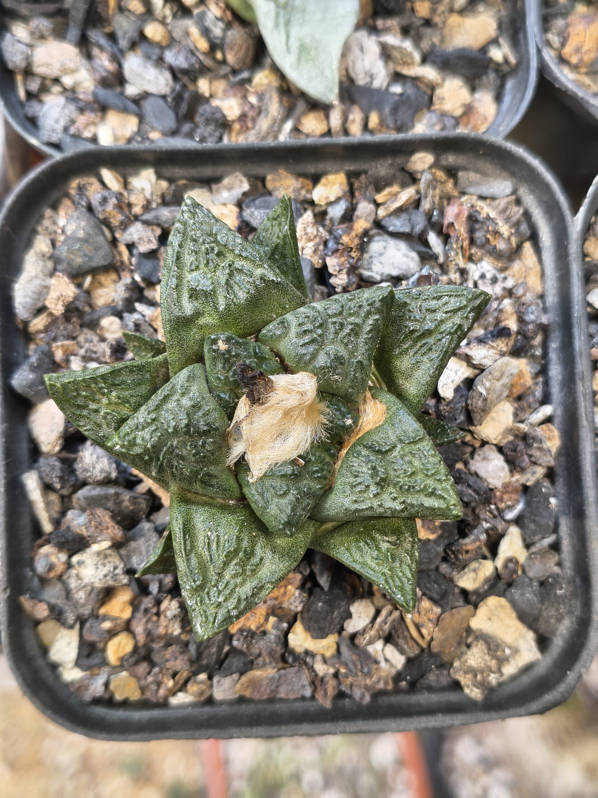 Ariocarpus fissuratus (Seed Grown) - Image 5