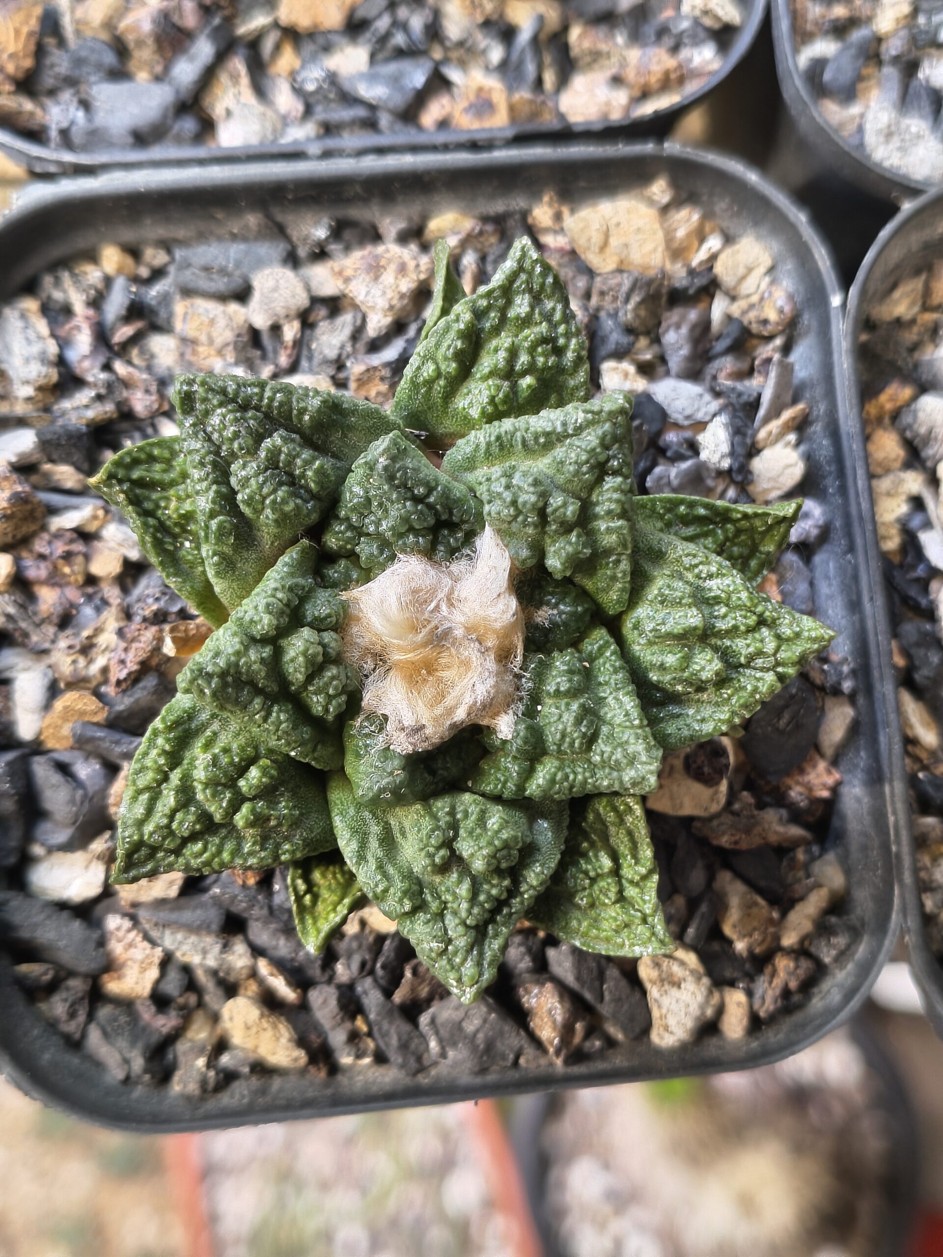 Ariocarpus fissuratus (Seed Grown) - Image 4