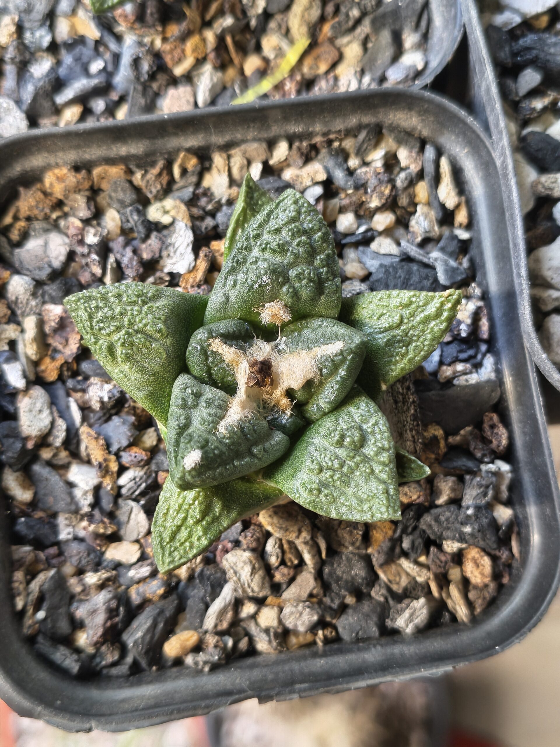 Ariocarpus fissuratus (Seed Grown) - Image 3