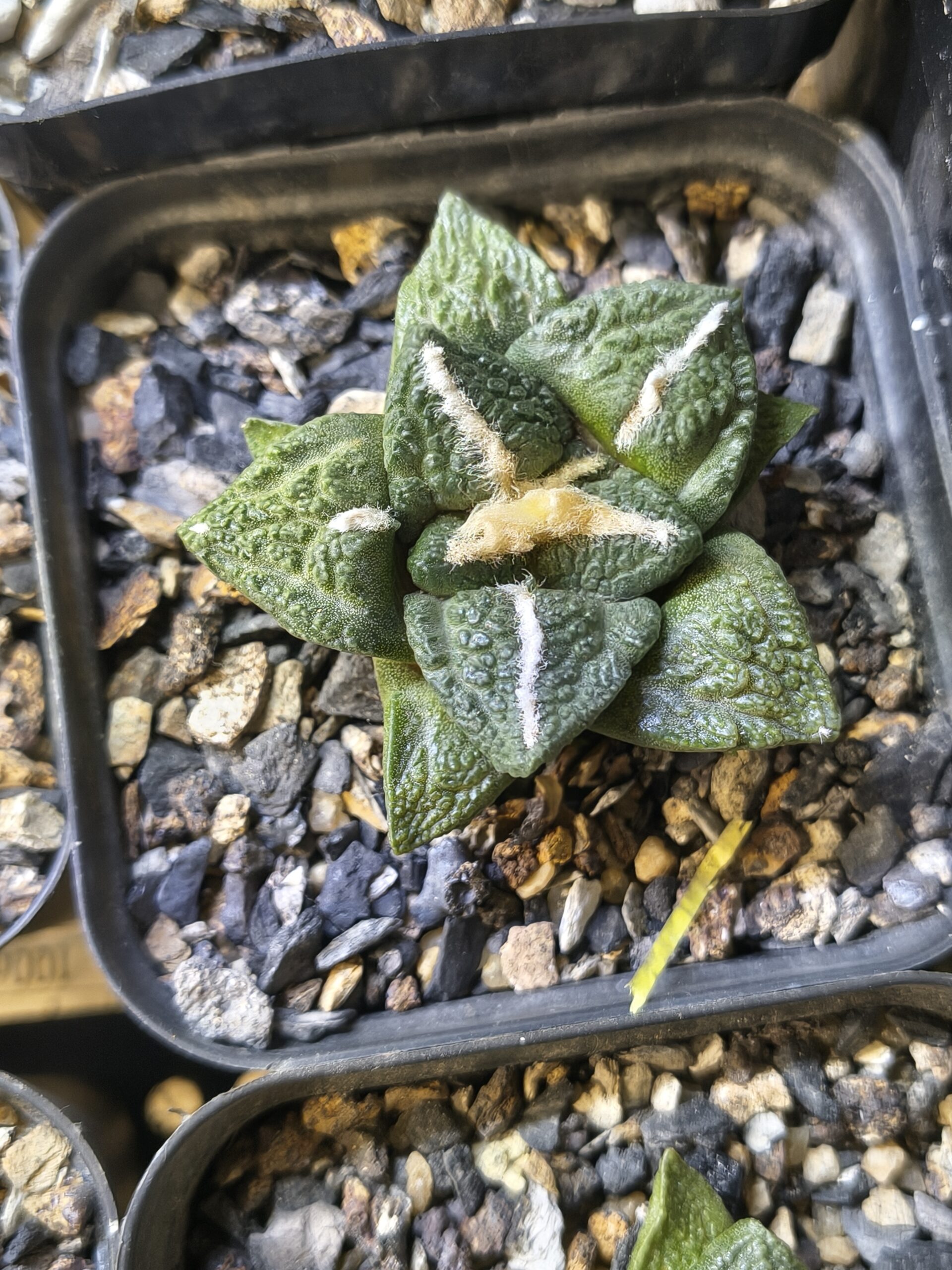 Ariocarpus fissuratus (Seed Grown) - Image 2