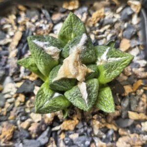 Ariocarpus fissuratus (Seed Grown)