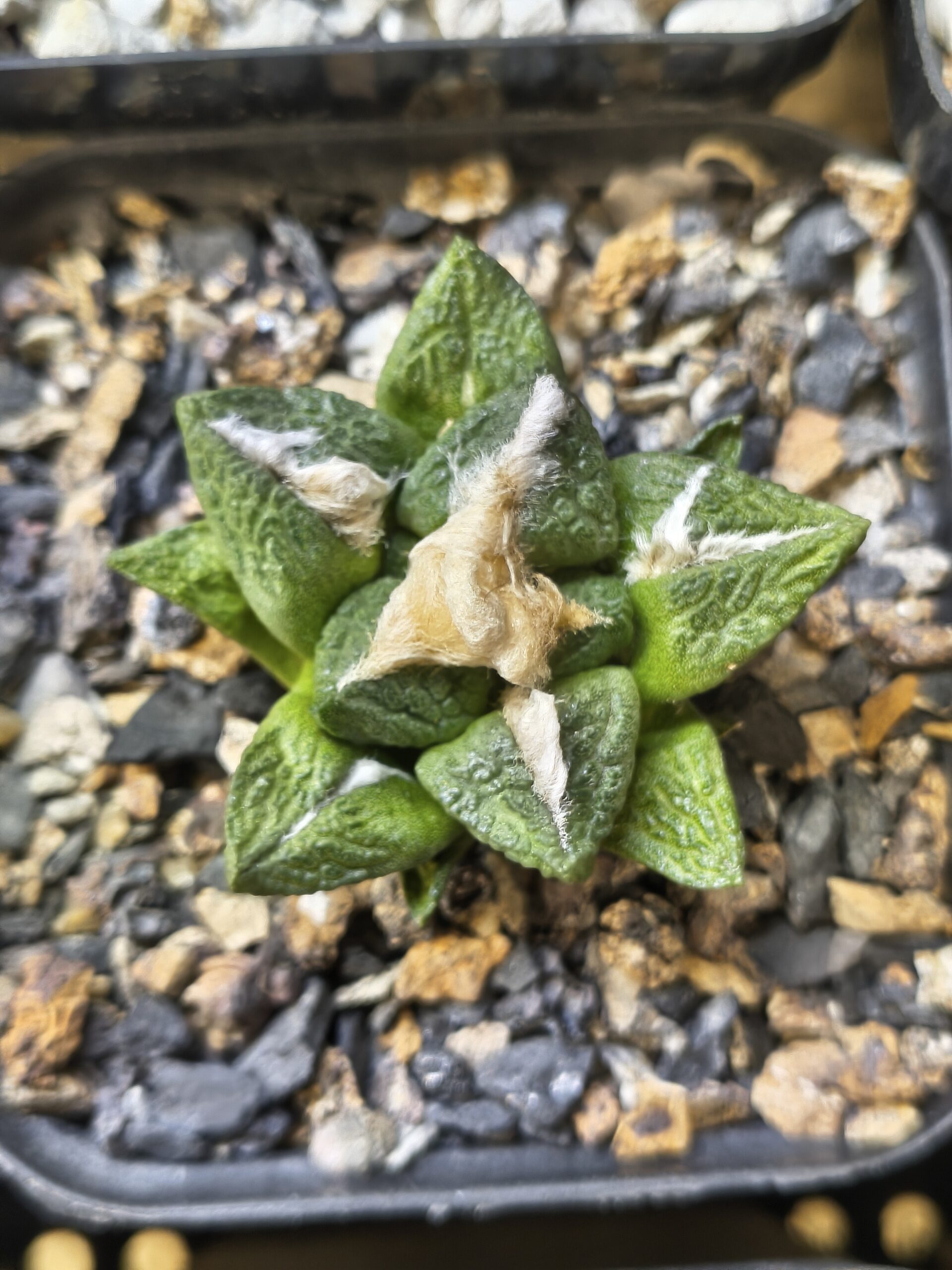 Ariocarpus fissuratus (Seed Grown)