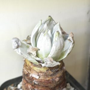 Dudleya brittonii (Giant Chalk Dudleya)