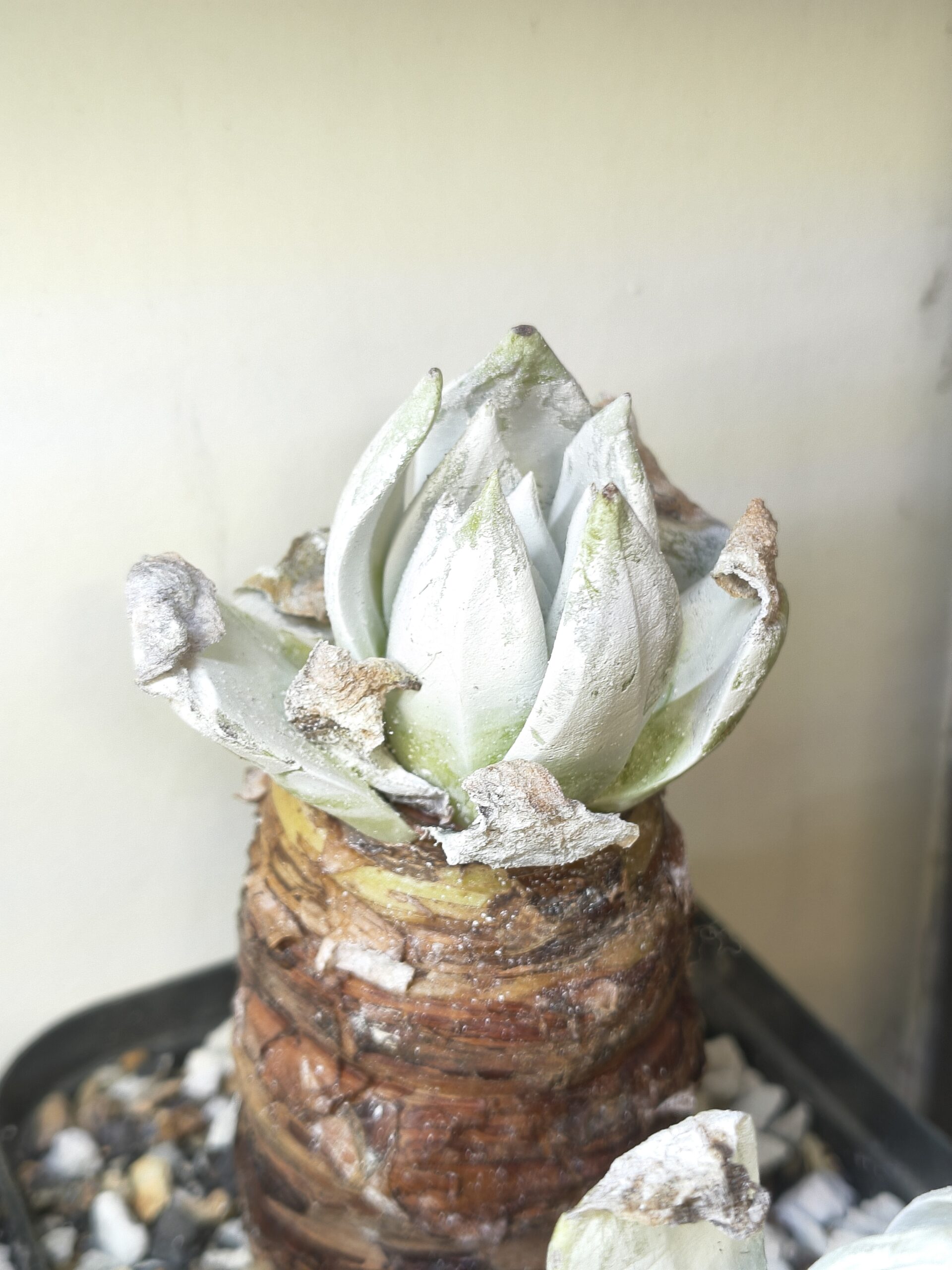 Dudleya brittonii (Giant Chalk Dudleya)