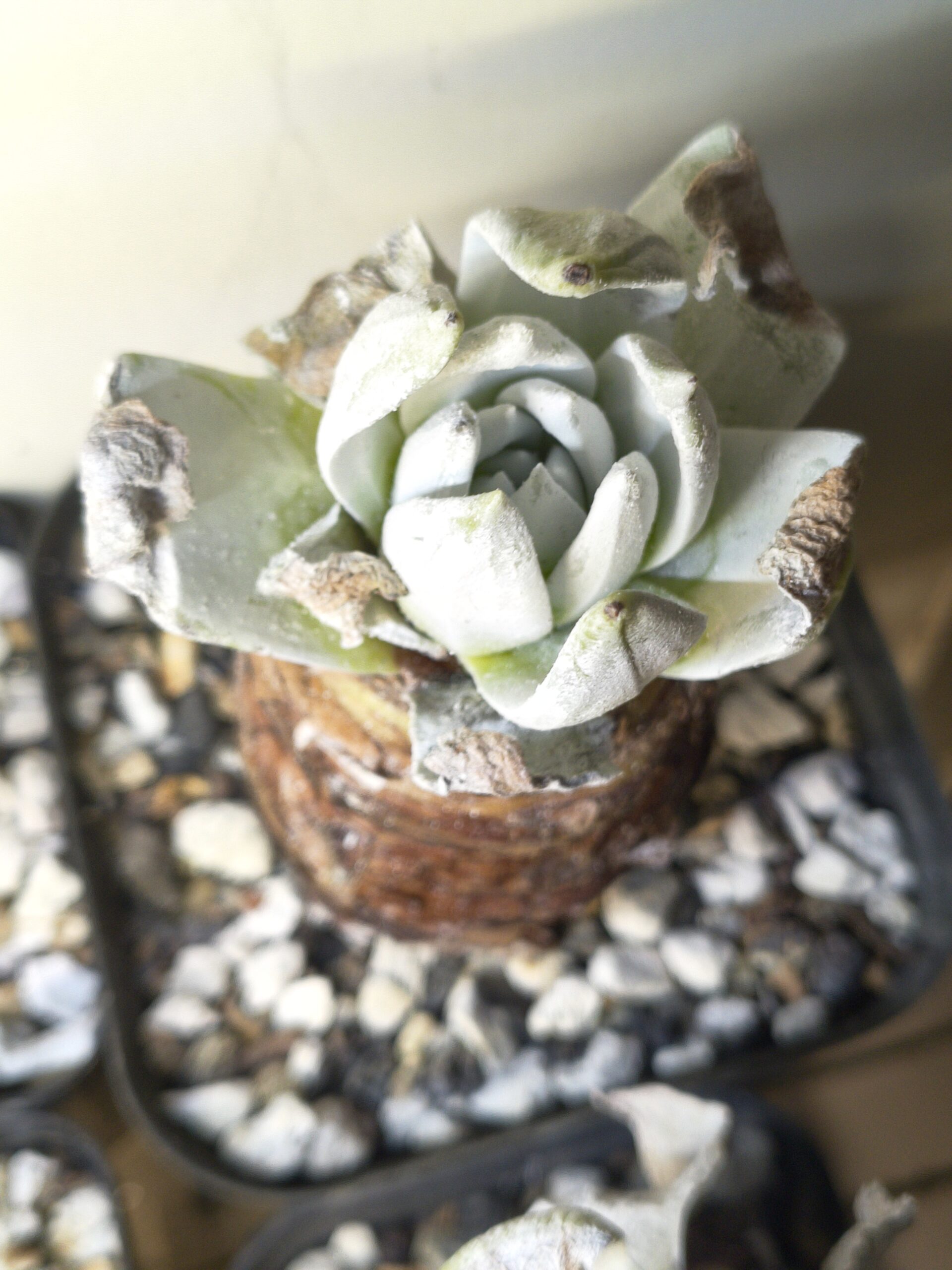 Dudleya brittonii (Giant Chalk Dudleya) - Image 2