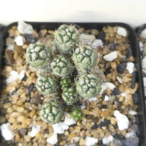 Ortegocactus macdougallii (cluster)