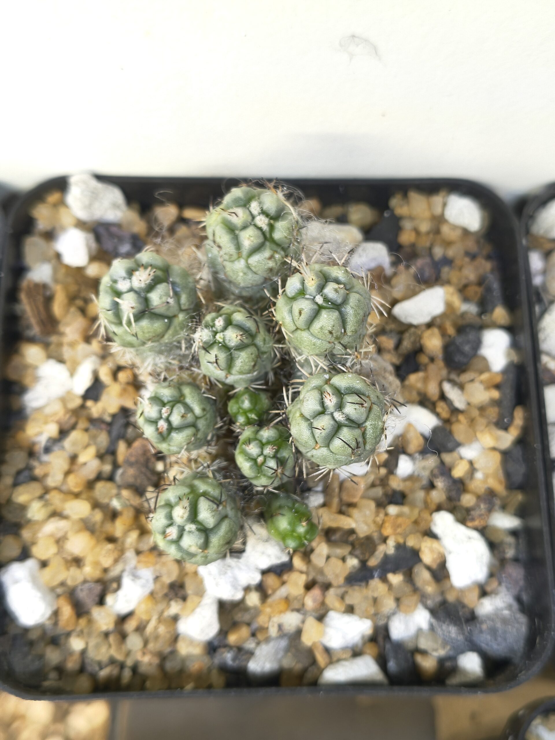 Ortegocactus macdougallii (cluster)