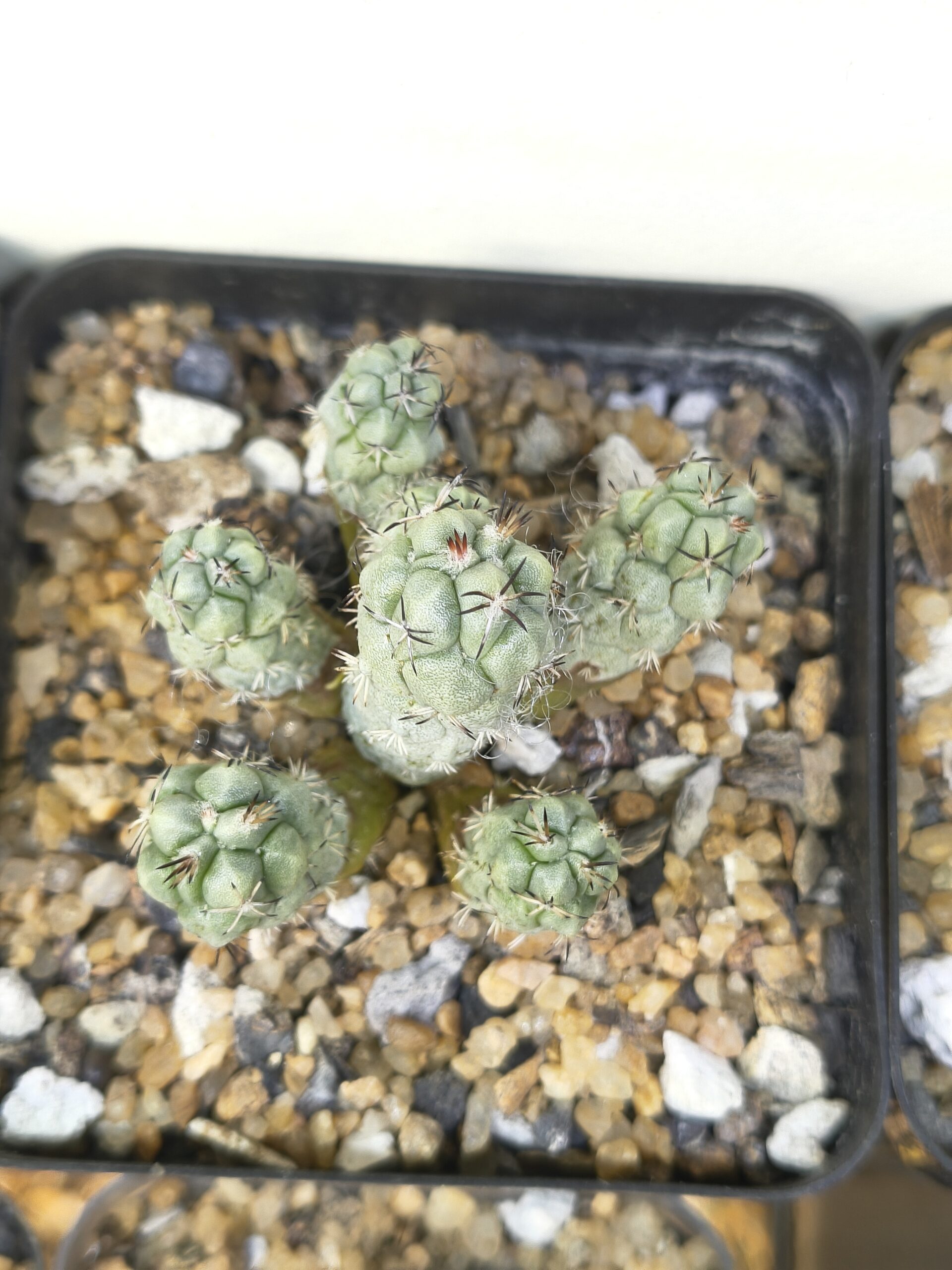 Ortegocactus macdougallii (cluster) - Image 2