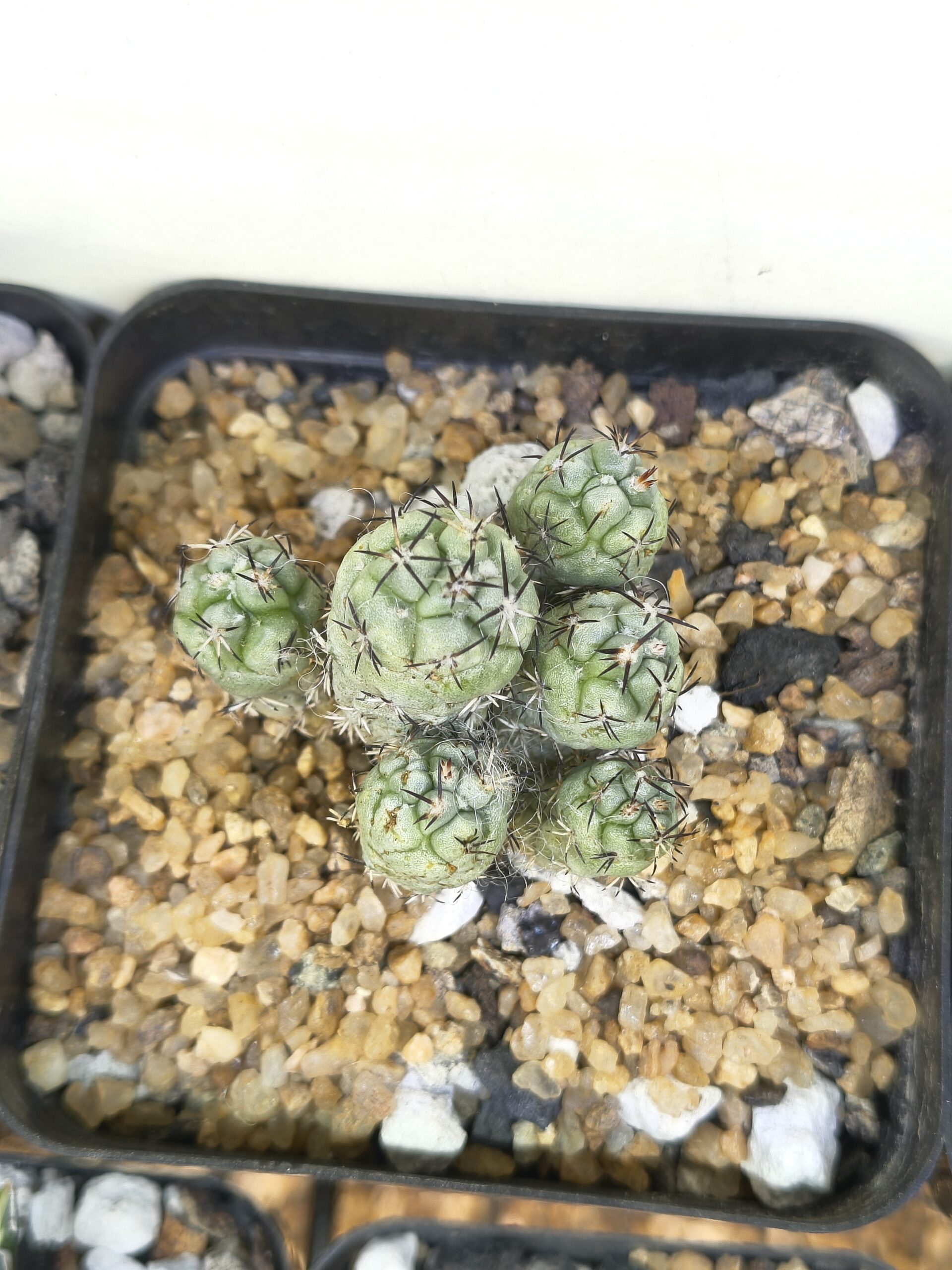 Ortegocactus macdougallii (cluster) - Image 3