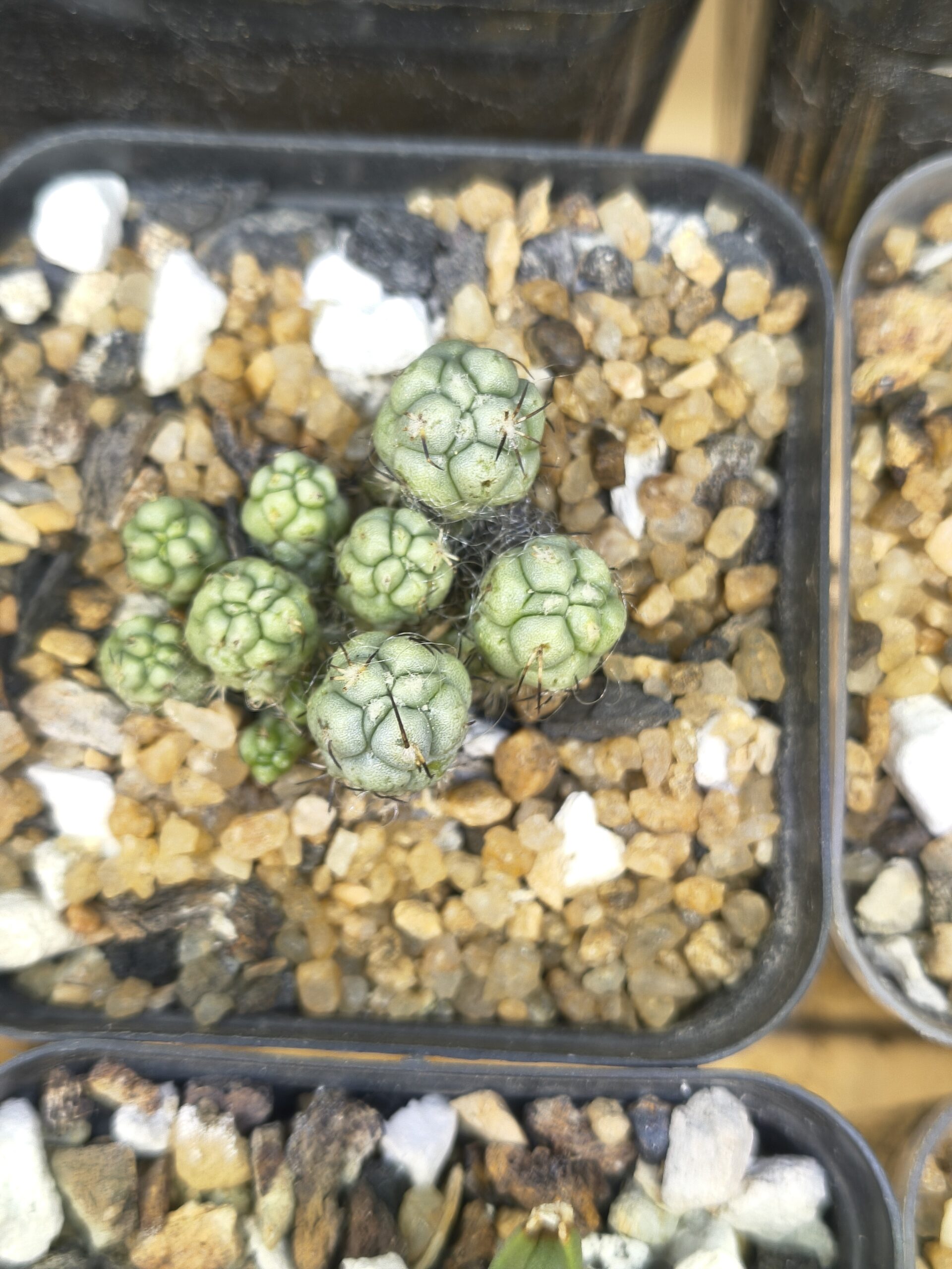 Ortegocactus macdougallii (cluster) - Image 4