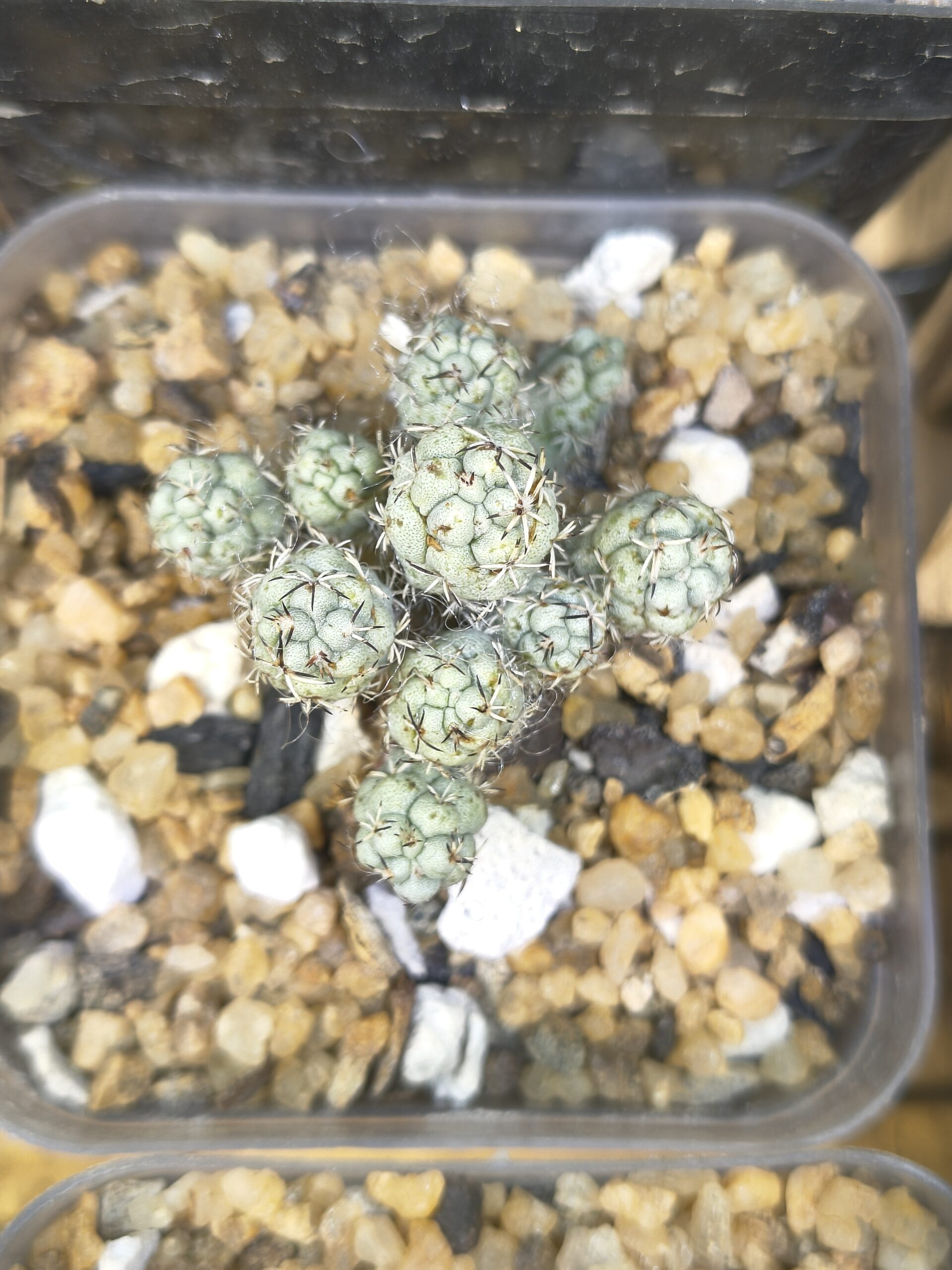 Ortegocactus macdougallii (cluster) - Image 5