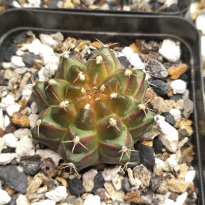 Gymnocalycium Neon