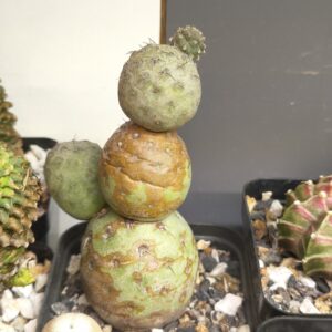 Tephrocactus geometricus