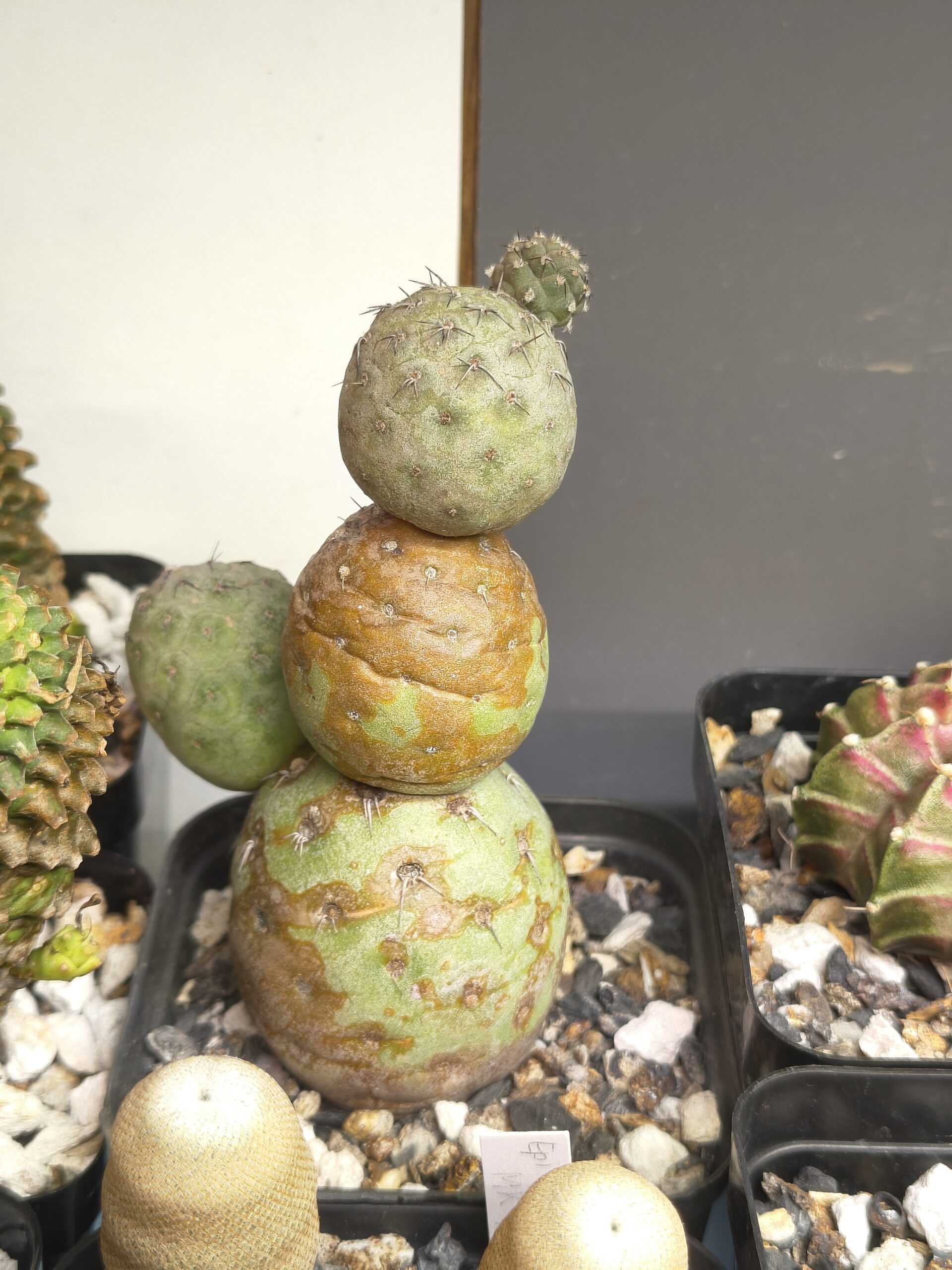 Tephrocactus geometricus
