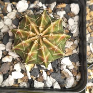 Gymnocalycium Neon