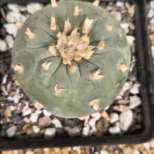 Lophophora fricii (Seed Grown) (Copy)