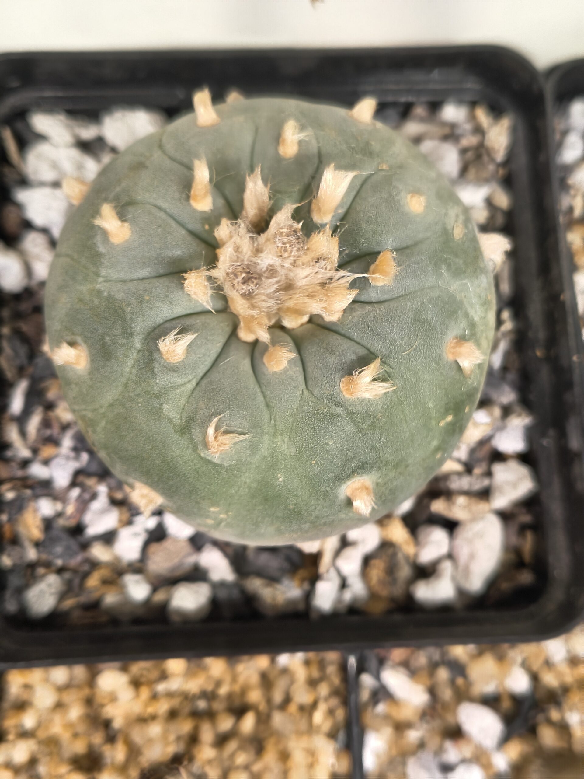 Lophophora fricii (Seed Grown) (Copy)