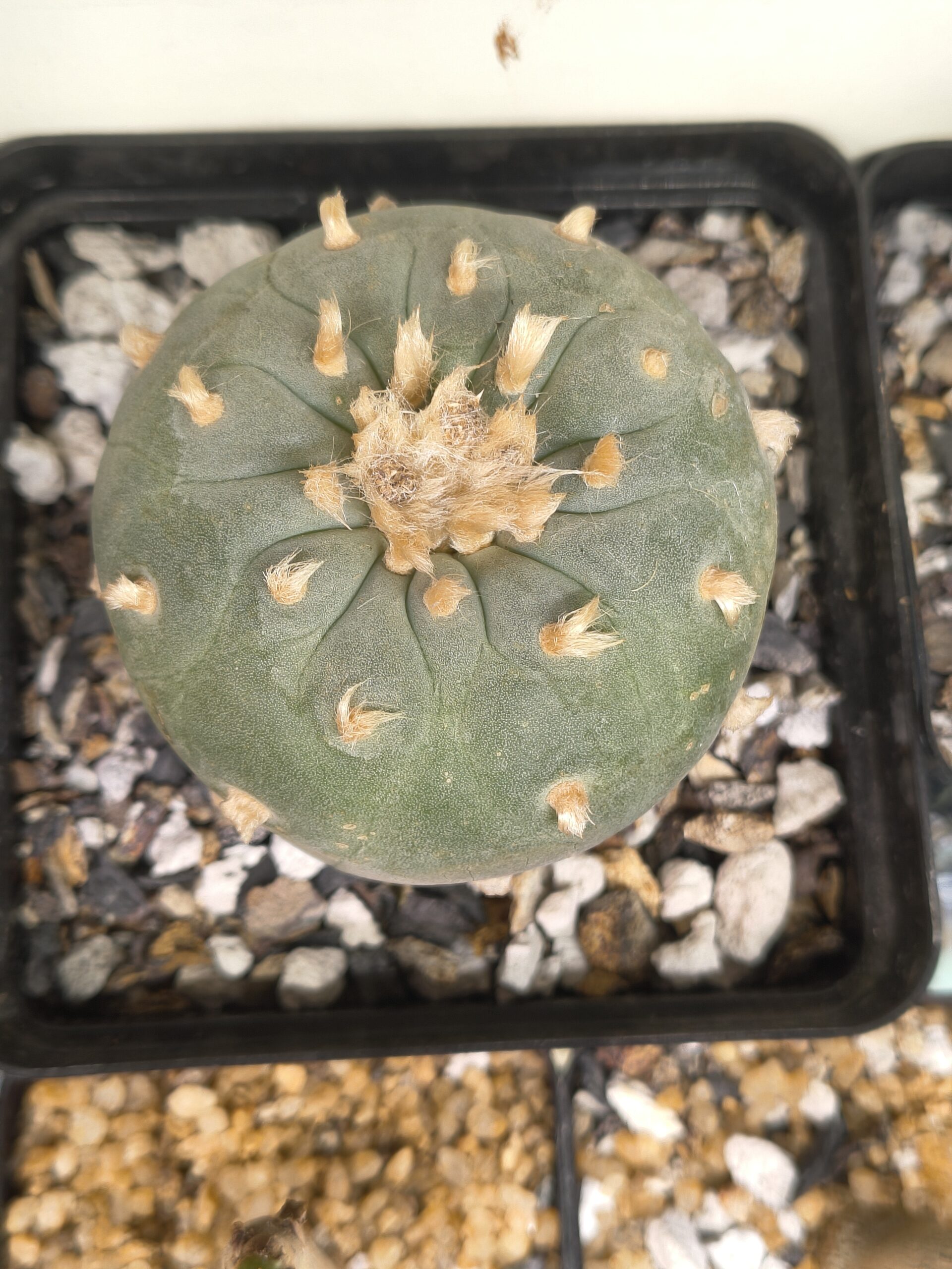 Lophophora fricii (Seed Grown) (Copy) - Image 2