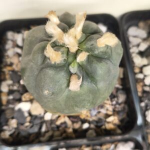 Lophophora diffusa (Seed Grown)