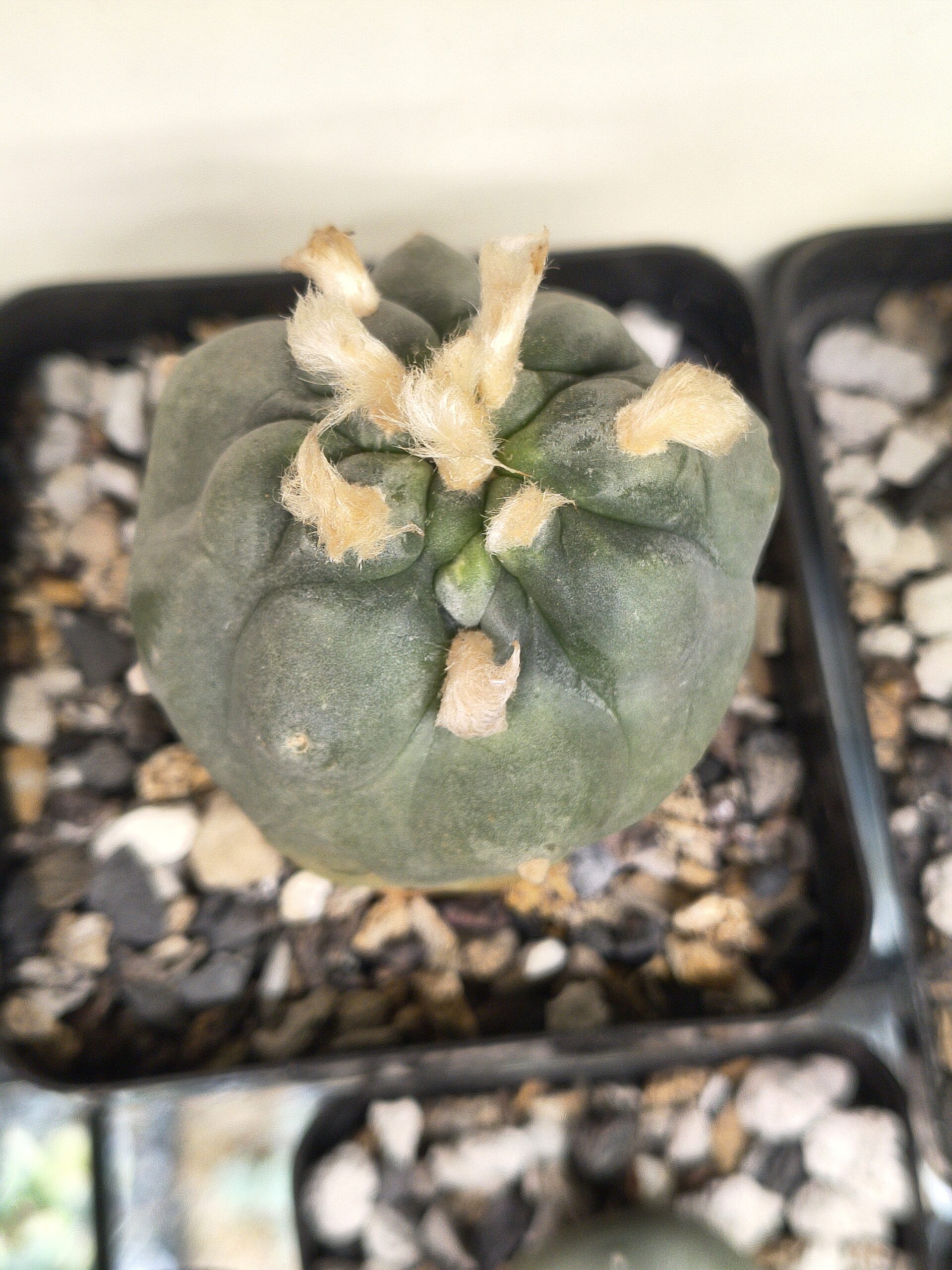 Lophophora diffusa (Seed Grown)