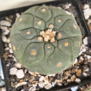 Lophophora fricii (Seed Grown)