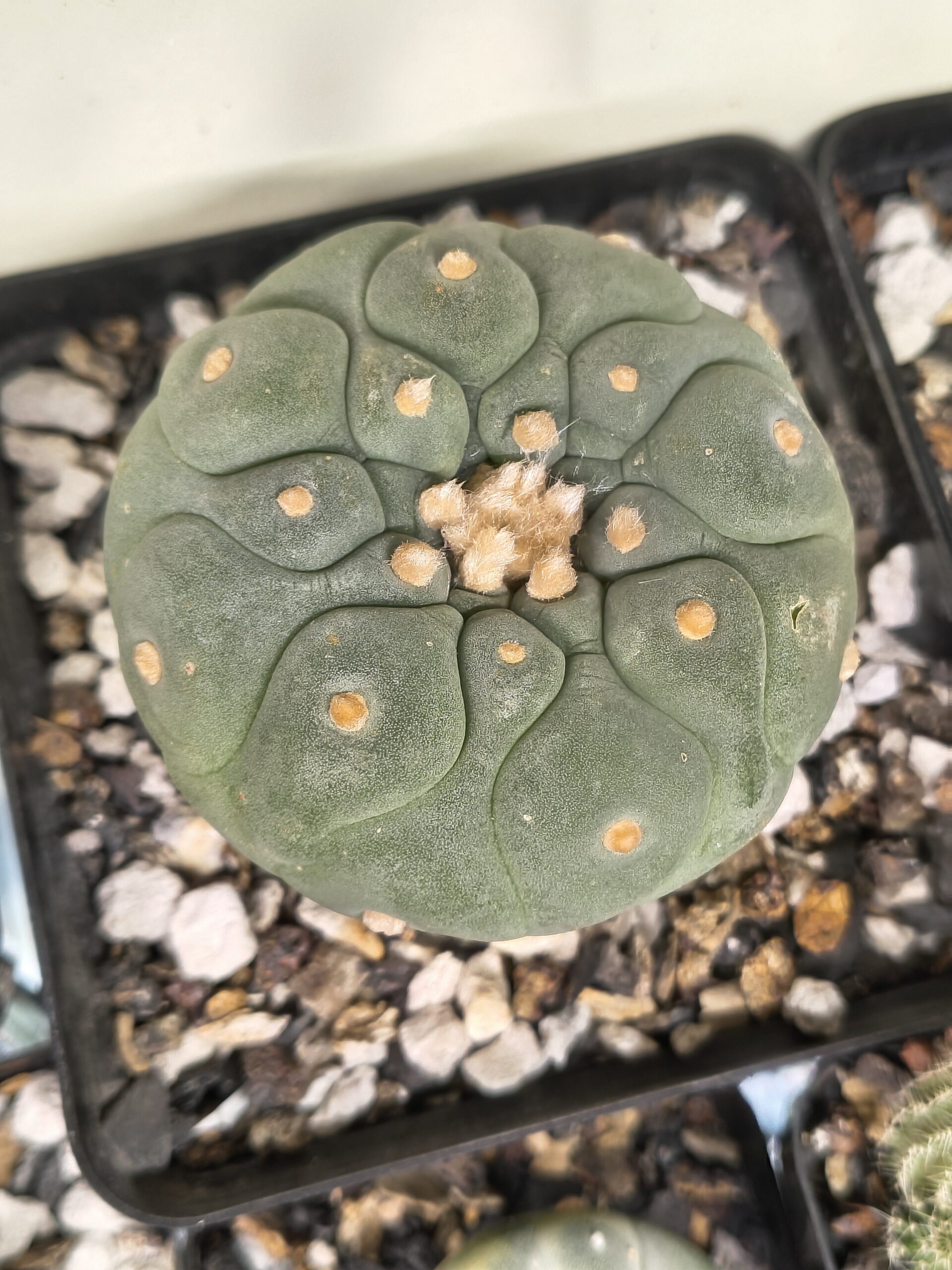 Lophophora fricii (Seed Grown)