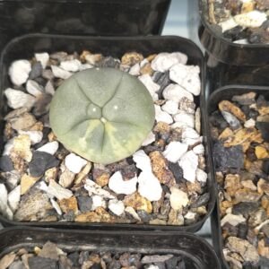 Lophophora fricii Variegated (Seed Grown)
