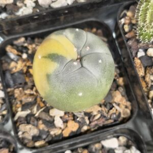 Lophophora fricii Variegated (Seed Grown)