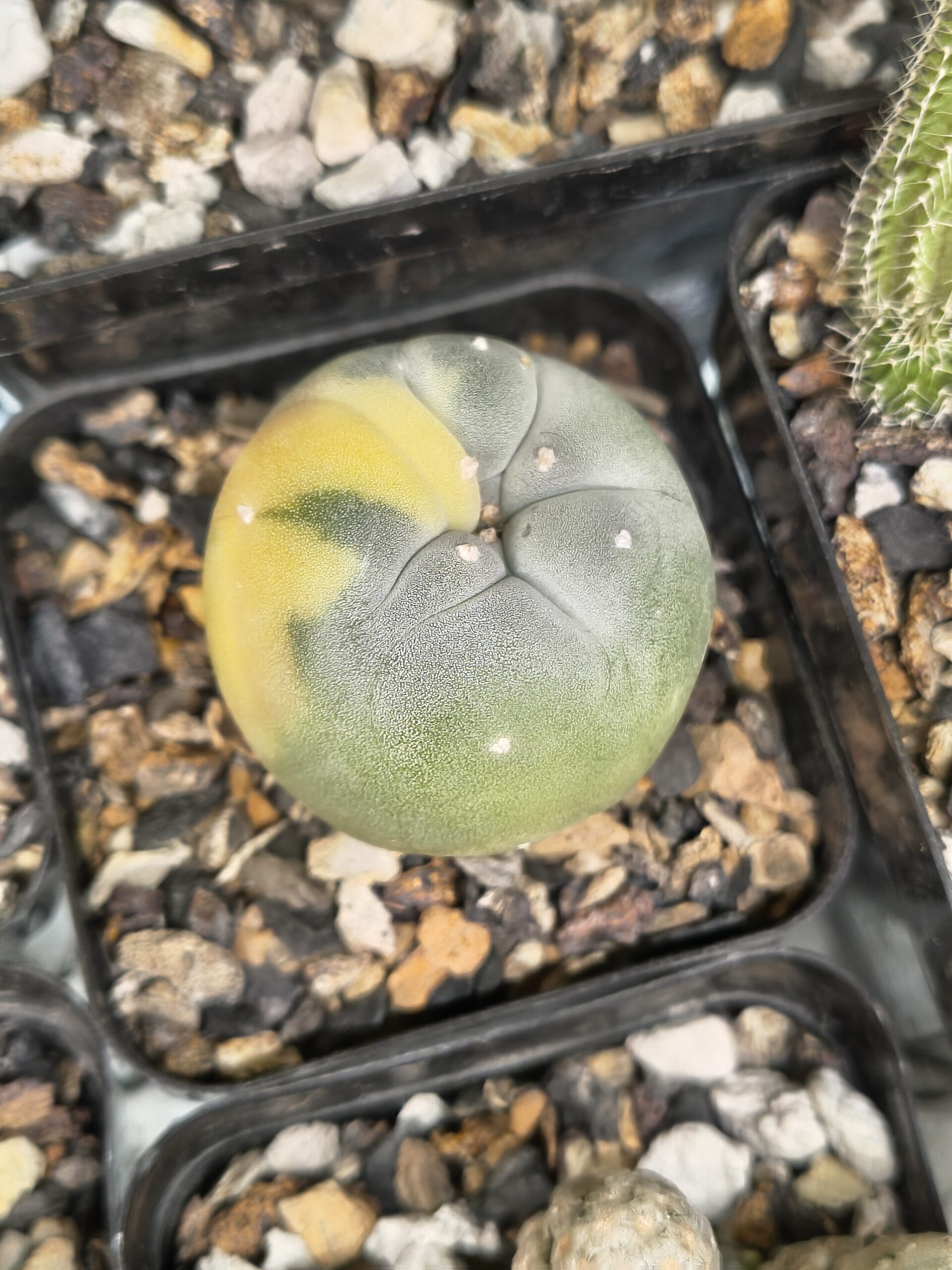 Lophophora fricii Variegated (Seed Grown)