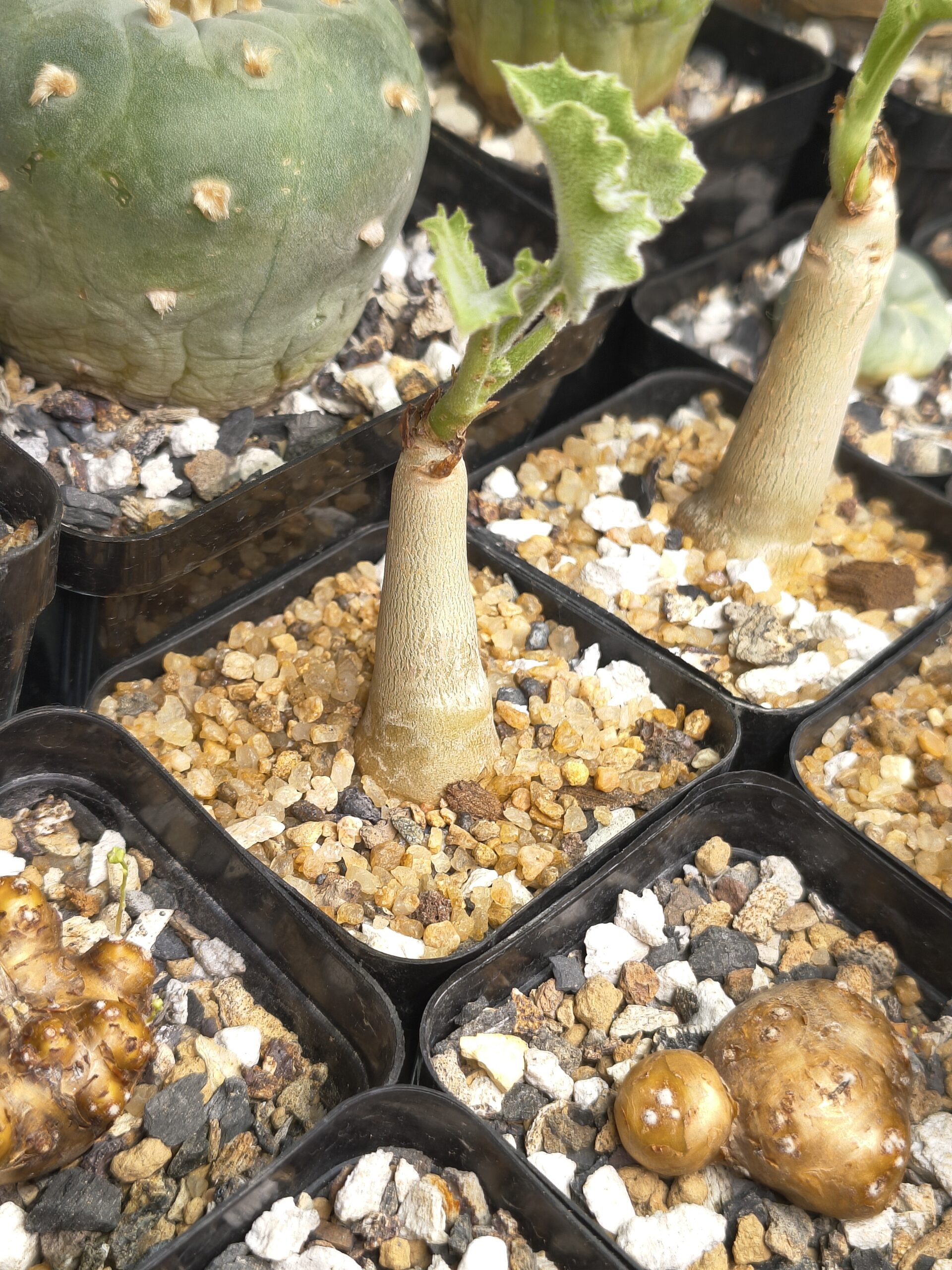 Cyphostemma uter var. macropus (Seed Grown) - Image 3