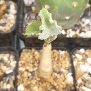 Cyphostemma uter var. macropus (Seed Grown)