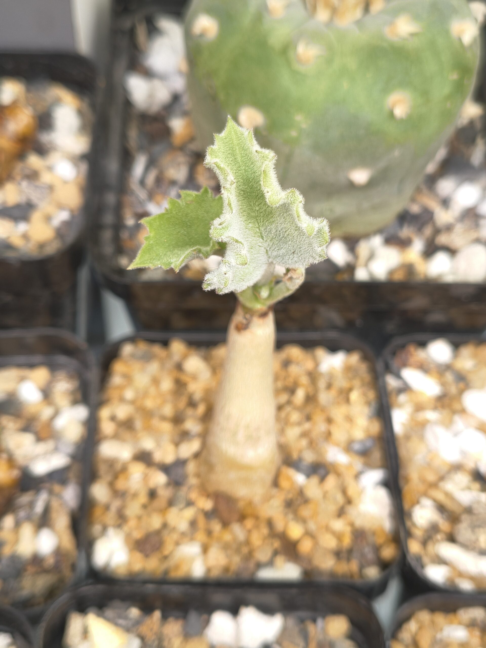 Cyphostemma uter var. macropus (Seed Grown)