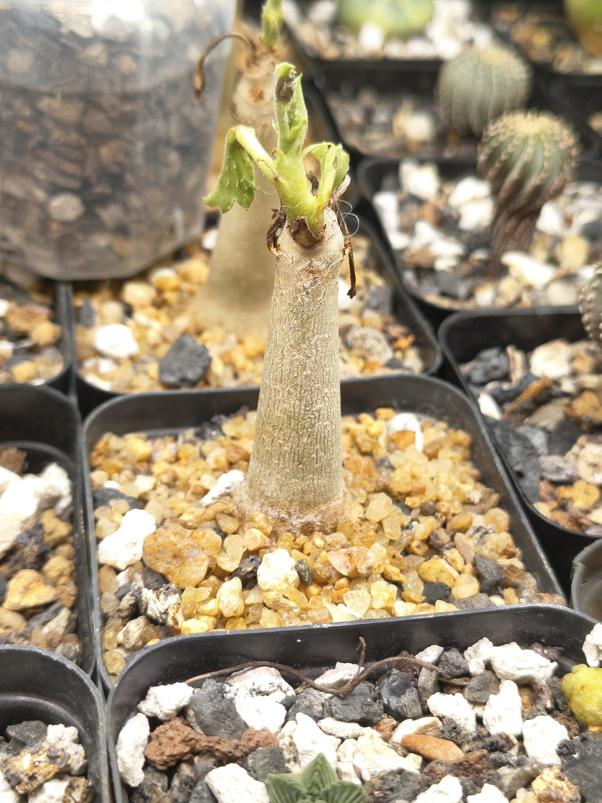 Cyphostemma uter var. macropus (Seed Grown) - Image 2