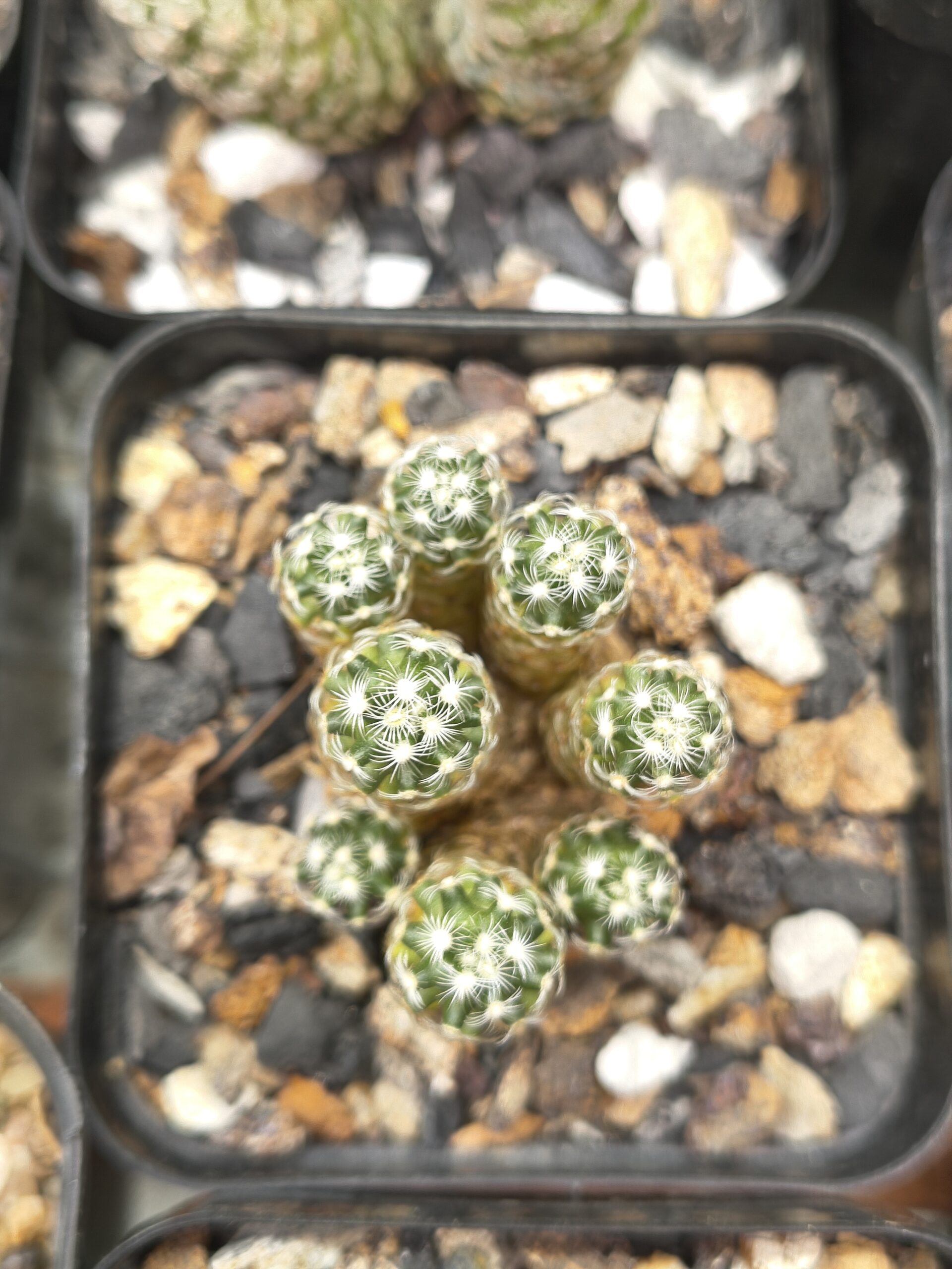 Mammillaria saboae Cluster - Image 3