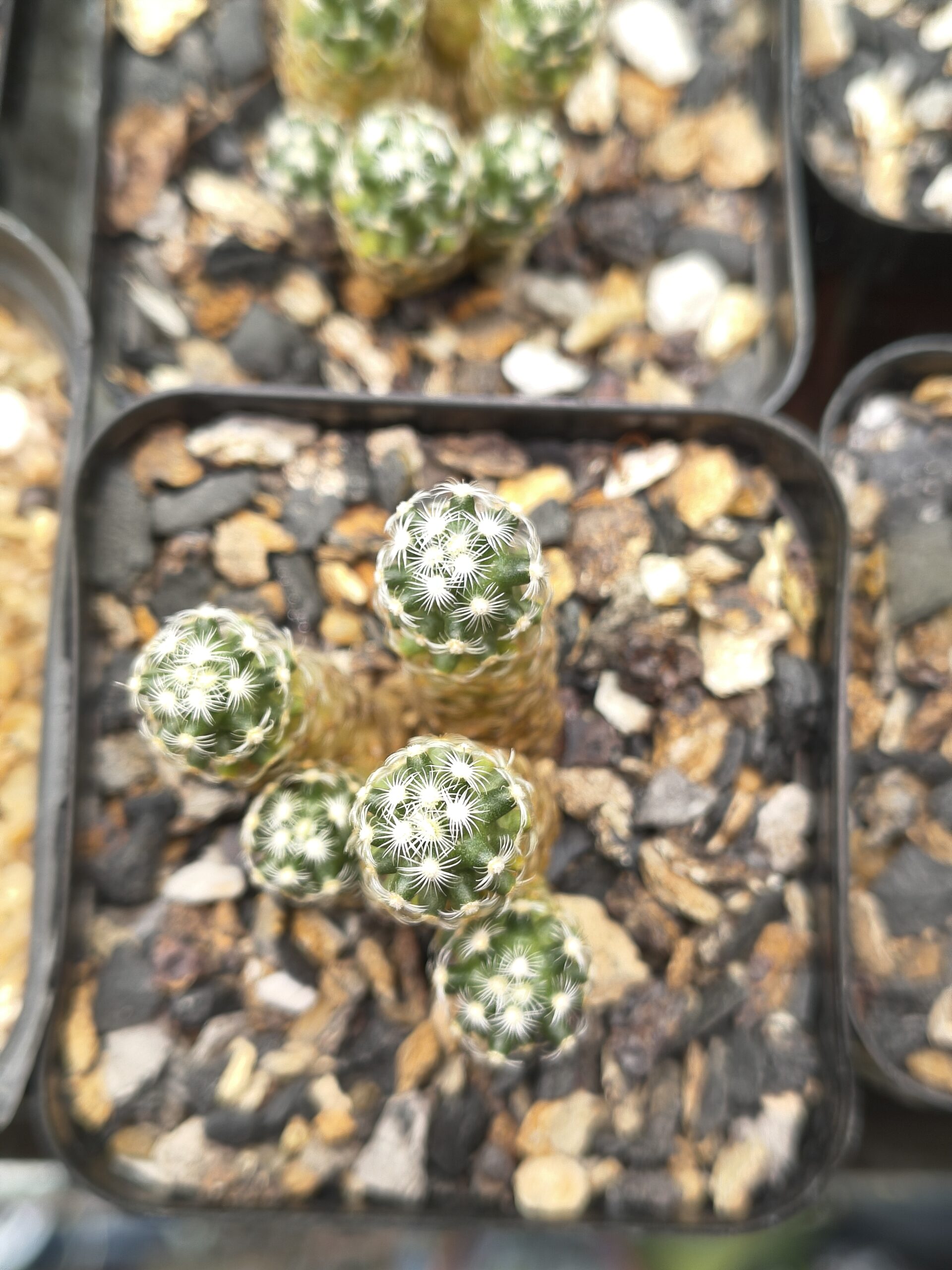 Mammillaria saboae Cluster - Image 2