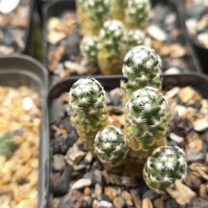 Mammillaria saboae Cluster