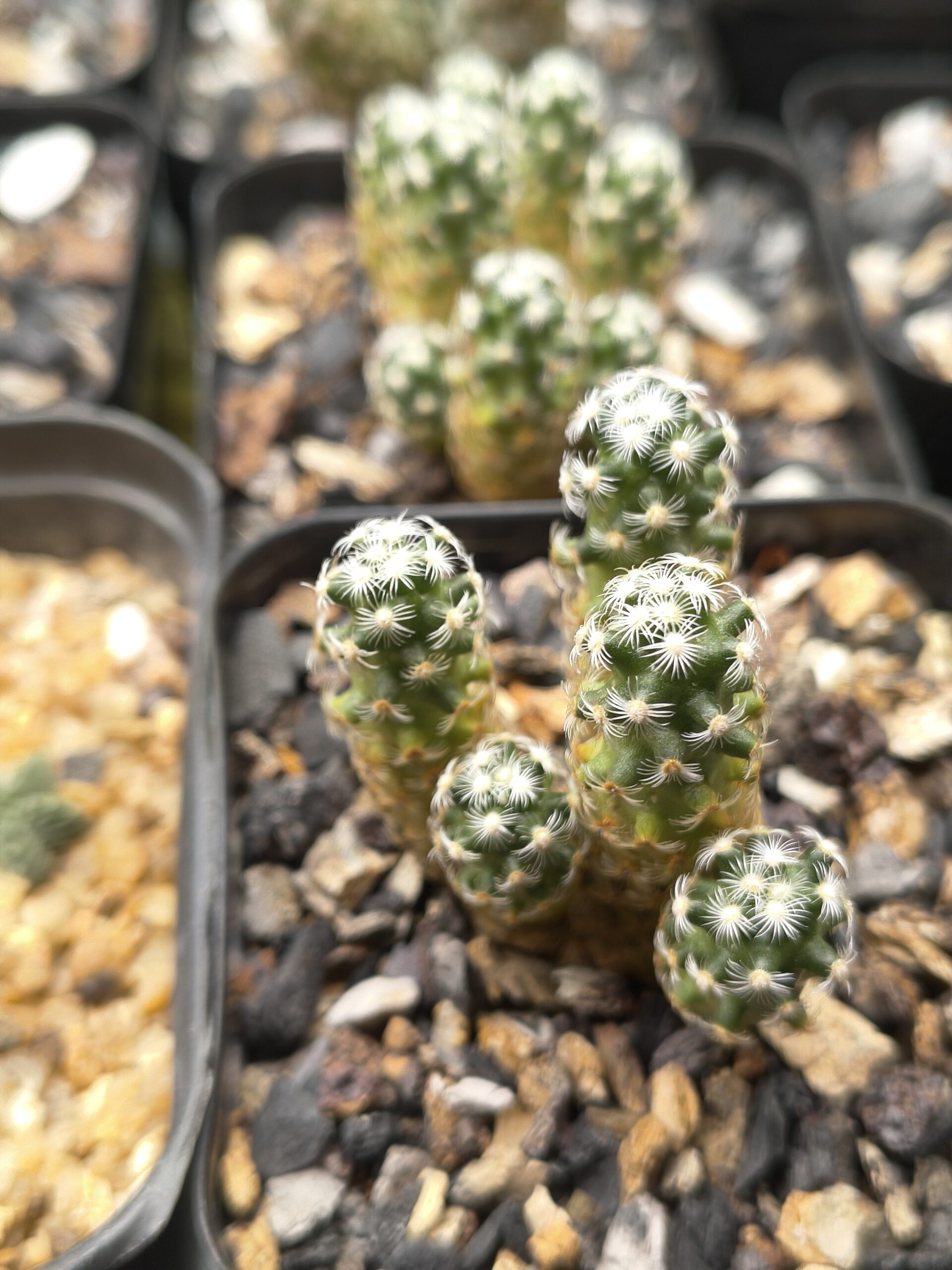 Mammillaria saboae Cluster