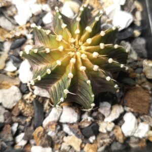 Gymnocalycium LB Neon