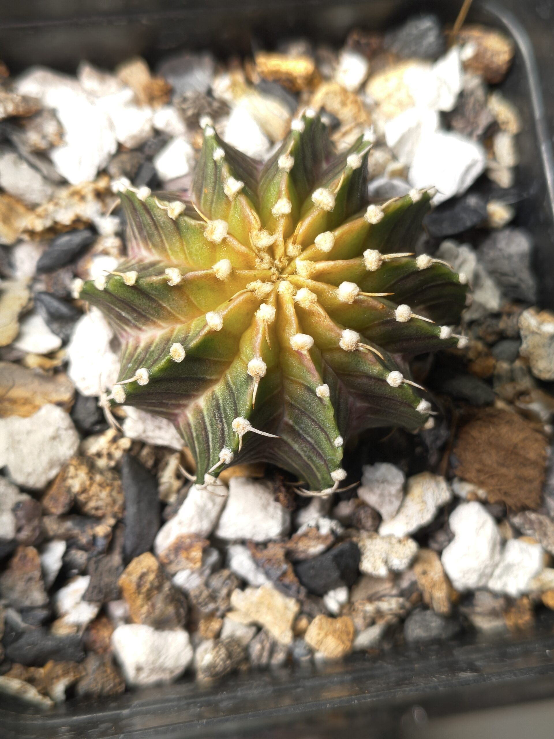 Gymnocalycium LB Neon