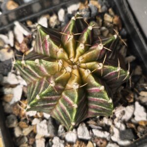 Gymnocalycium Neon