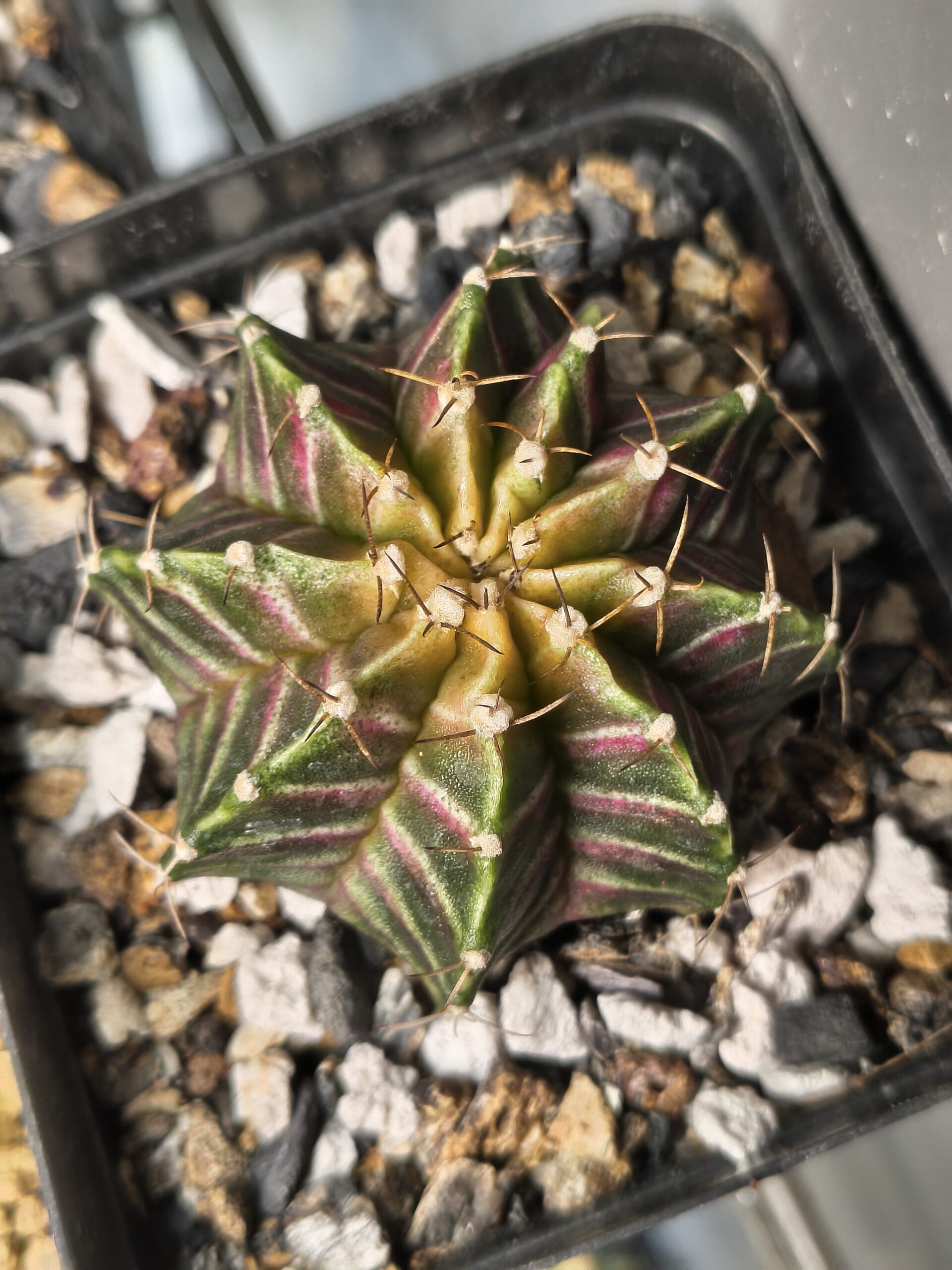 Gymnocalycium Neon