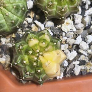 Gymnocalycium Neon