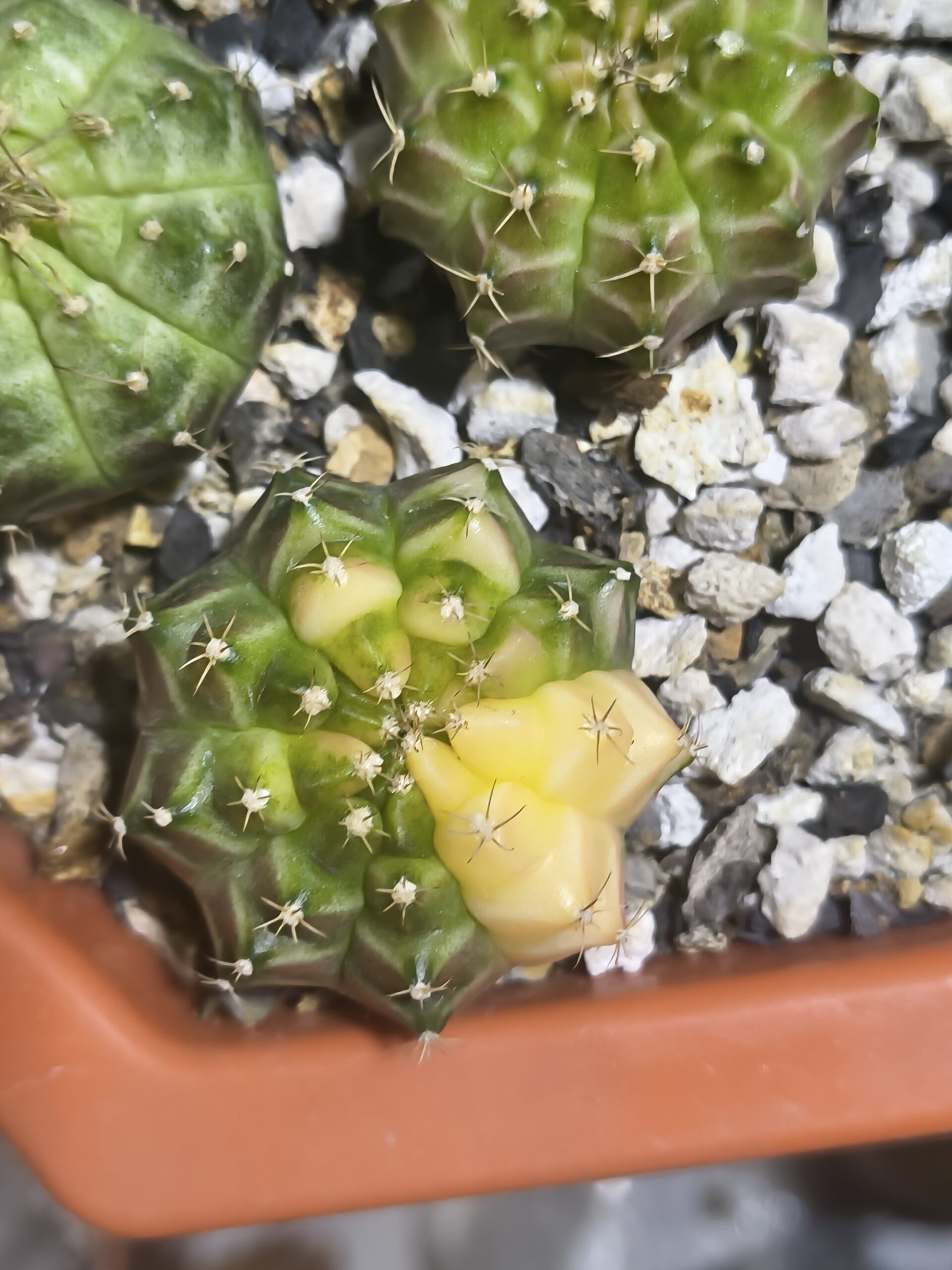 Gymnocalycium Neon
