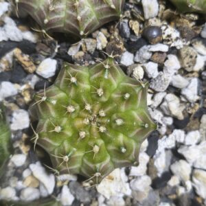 Gymnocalycium Neon