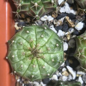 Gymnocalycium Neon
