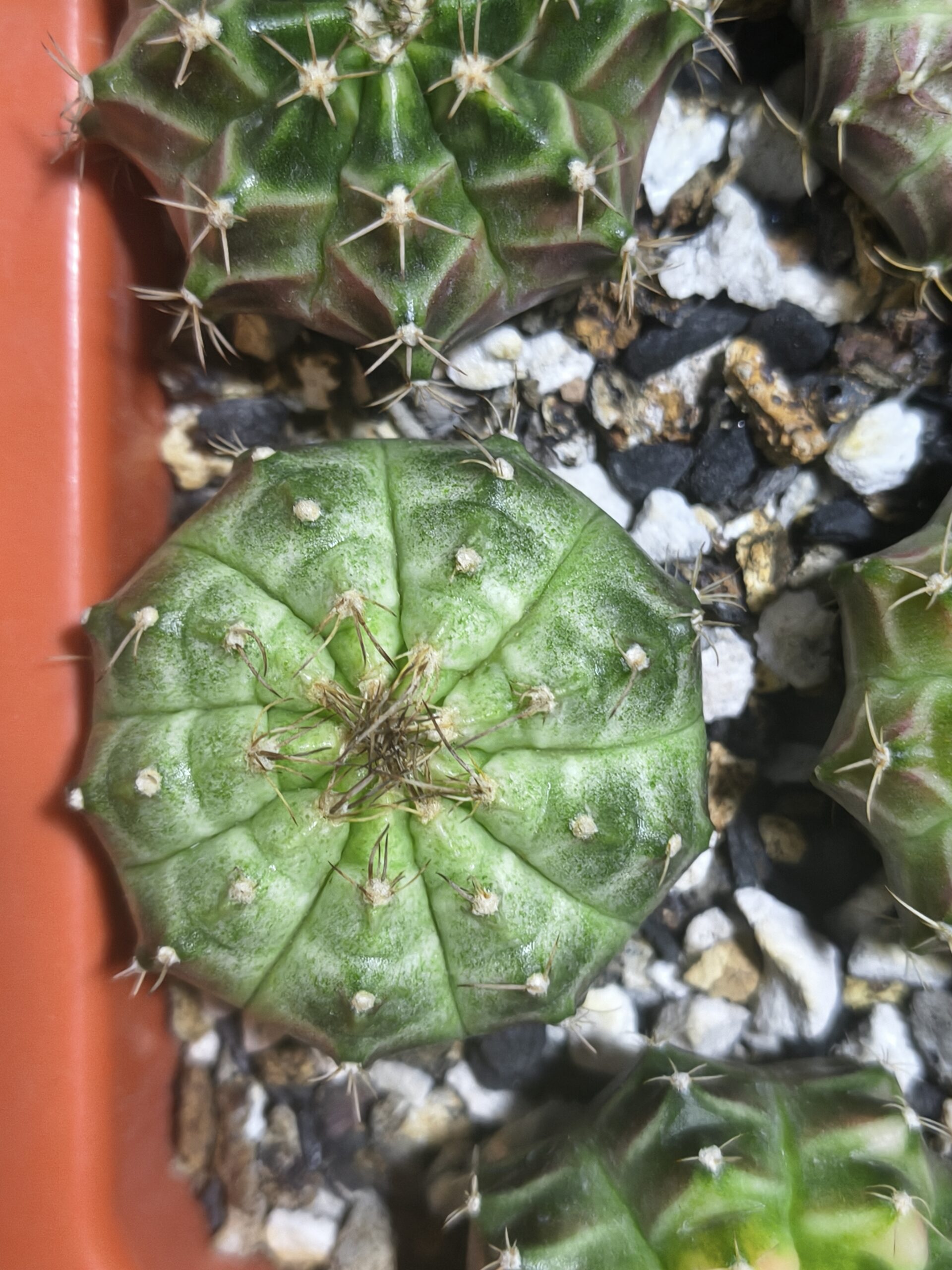 Gymnocalycium Neon