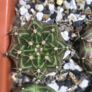 Gymnocalycium Neon