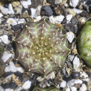 Gymnocalycium Neon