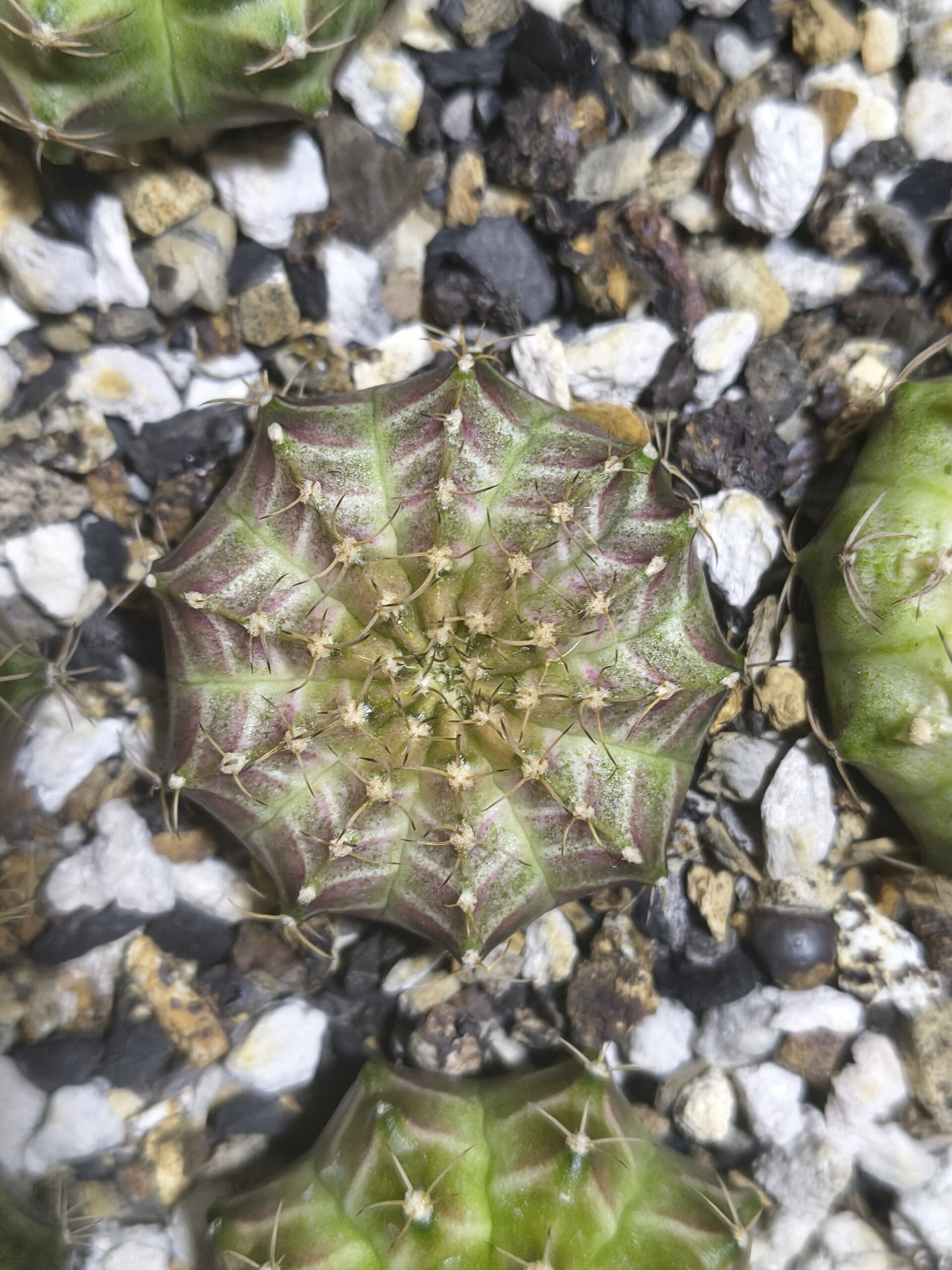 Gymnocalycium Neon