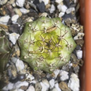 Gymnocalycium Neon